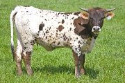 Texas Longhorn 2009_Heifer - Killians Sweet Krinkle - Photo Number: w_1404.jpg