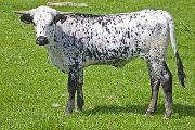 w_1446_s.jpg - Kookachoo x Over Kill - 2009 Heifer