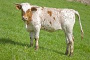 Texas Longhorn 2009_Heifer - Kick'n Grin - Photo Number: w_1485.jpg