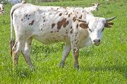 Texas Longhorn 2009_Heifer - Calaboose - Photo Number: w_1490.jpg