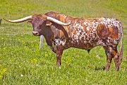 Texas Longhorn Reference_Sire - Drag Iron - Photo Number: w_1828.jpg