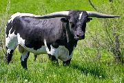 Texas Longhorn Reference_Sire - Winning Sky - Photo Number: w_1917.jpg