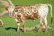 Texas Longhorn Reference_Sire - Jolter - Photo Number: w_1966.jpg