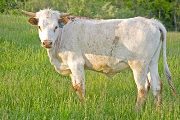 Texas Longhorn 2009_Heifer - Alarmer - Photo Number: w_2133.jpg