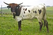 Texas Longhorn 2009_Heifer - Power Streak - Photo Number: w_2739.jpg
