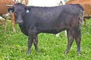 Texas Longhorn 2009_Heifer - Noble Jitters - Photo Number: w_2744.jpg