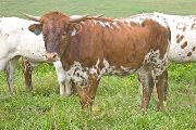 Texas Longhorn 2009_Heifer - Streak Through - Photo Number: w_2753.jpg