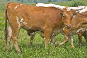 Texas Longhorn 2009_Heifer - Brown Derby - Photo Number: w_2791.jpg