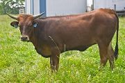 Texas Longhorn 2009_Heifer - Psyche - Photo Number: w_2803.jpg