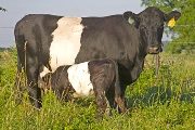 BueLingo Bred_Cow - Spiral One - Photo Number: w_2831.jpg