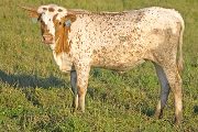 Texas Longhorn 2009_Heifer - Teu Tempting - Photo Number: w_2845.jpg