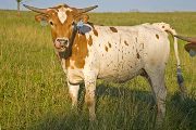 Texas Longhorn 2009_Heifer - Italian Ice - Photo Number: w_2847.jpg
