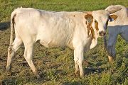 Texas Longhorn 2009_Heifer - Super Teu Cata - Photo Number: w_2858.jpg
