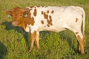 Texas Longhorn 2009_Heifer - Shy Solace - Photo Number: w_2866.jpg
