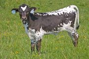 w_2890_s.jpg - Winning Blade x Over Kill - 2010 Heifer