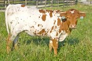 Texas Longhorn 2009_Heifer - Tit For Tat - Photo Number: w_3024.jpg