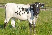 Texas Longhorn 2009_Heifer - Zip The Sky - Photo Number: w_3030.jpg