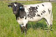 Texas Longhorn 2009_Heifer - Savvy Snitcher - Photo Number: w_3032.jpg