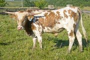 Texas Longhorn Reference_Sire - Fast Friend - Photo Number: w_3090.jpg