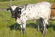 Texas Longhorn 2009_Heifer - Spend Over - Photo Number: w_3093.jpg