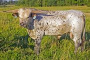 Texas Longhorn Reference_Sire - Trial Run - Photo Number: w_3159.jpg