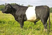 BueLingo Reference_Sire - Power Game - Photo Number: w_3179.jpg