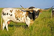 Texas Longhorn Reference_Sire - Win Win - Photo Number: w_3236.jpg