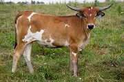 Texas Longhorn 2009_Heifer - Yori - Photo Number: w_3685.jpg