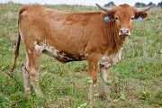 Texas Longhorn 2009_Heifer - Holey Bridge - Photo Number: w_3687.jpg