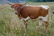 Texas Longhorn 2009_Heifer - Precious Spigot - Photo Number: w_3696.jpg