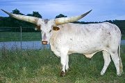 Watusi Reference - Mugumbe - Photo Number: w_4087.jpg