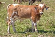 w_4137_s.jpg - Gunna Draft x Over Kill - 2010 Bull
