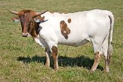 Texas Longhorn 2009_Heifer - Shy Geisha - Photo Number: w_4170.jpg