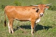 Texas Longhorn 2009_Heifer - Win W Zig - Photo Number: w_4174.jpg