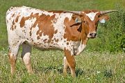 Texas Longhorn 2009_Heifer - Fast Glimpse - Photo Number: w_4179.jpg