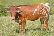 Texas Longhorn 2009_Heifer - Overly Kissed - Photo Number: w_4182.jpg