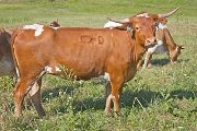 Texas Longhorn 2009_Heifer - Win'm All - Photo Number: w_4188.jpg