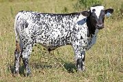 w_4372_s.jpg - Fugue x Over Kill - 2010 Bull