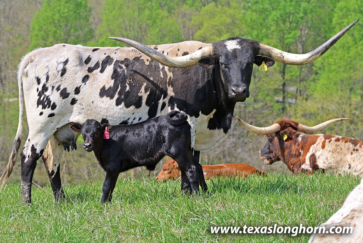 Texas Longhorn Cows & Bulls for Sale in Ohio | Dickinson Cattle Co