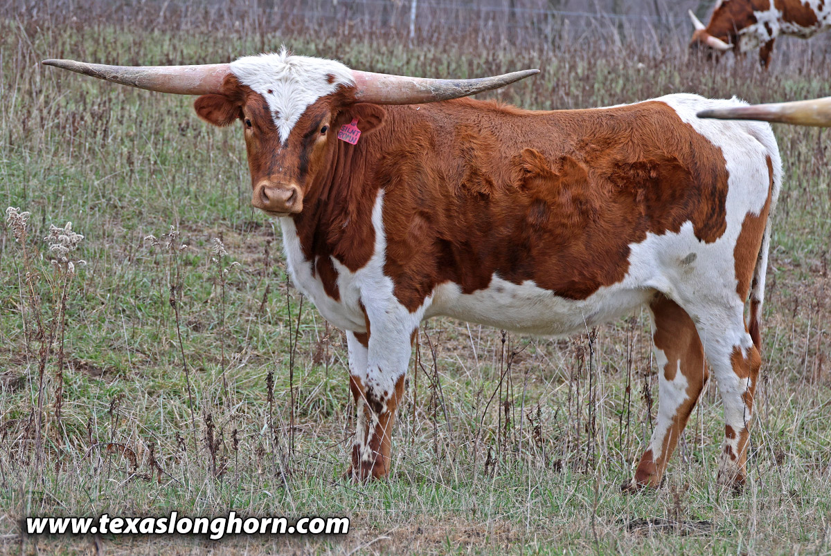 Texas Longhorn Cattle Historical Reference | Dickinson Cattle Co