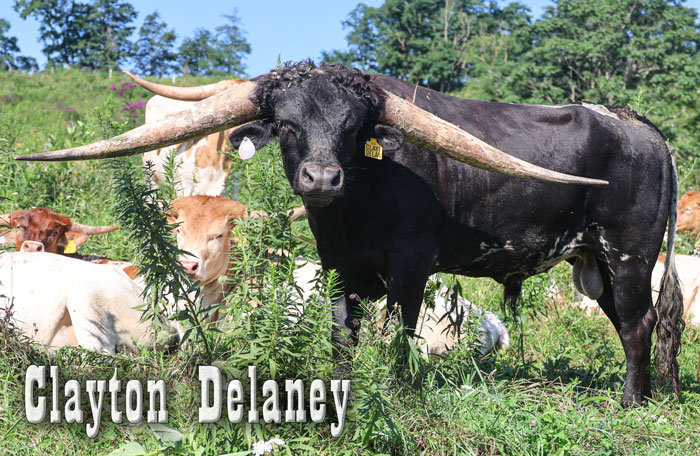 Clayton Delaney