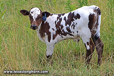 Wrangler - Photo Number: 25D_2724.jpg