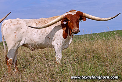 Texas Longhorn Exhibition_Steer - Mergatroyd x Ice Pick - 2022 Steer - Photo Number: 25D_3032.jpg