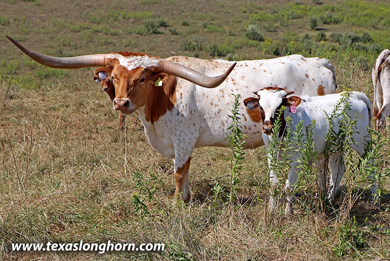  Bred_Cow - Silent Clip - Photo Number: 25D_3731.jpg