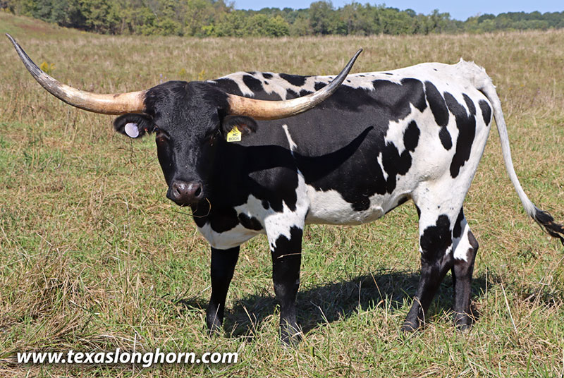  Bred_Cow - McBoom - Photo Number: 25D_4576.jpg