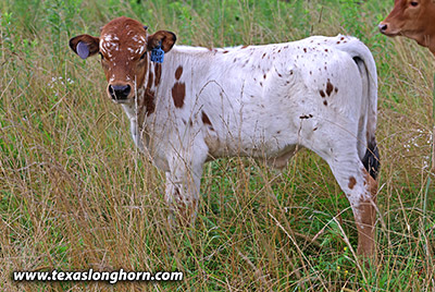  Bull_2025 - Trip Line x Levin - 2025 Bull - Photo Number: 25J_2806.jpg
