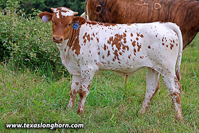 Degage Flair Calf 2025 - Photo Number: 25J_3014.jpg