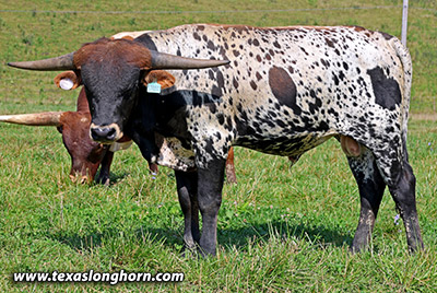  Bull_2024 - Steely x Ice Pick - 2024 Bull - Photo Number: 25J_3086.jpg