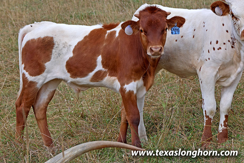  Bull_2025 - Crawl For It x Point Mark - 2025 bull - Photo Number: 25J_3191.jpg