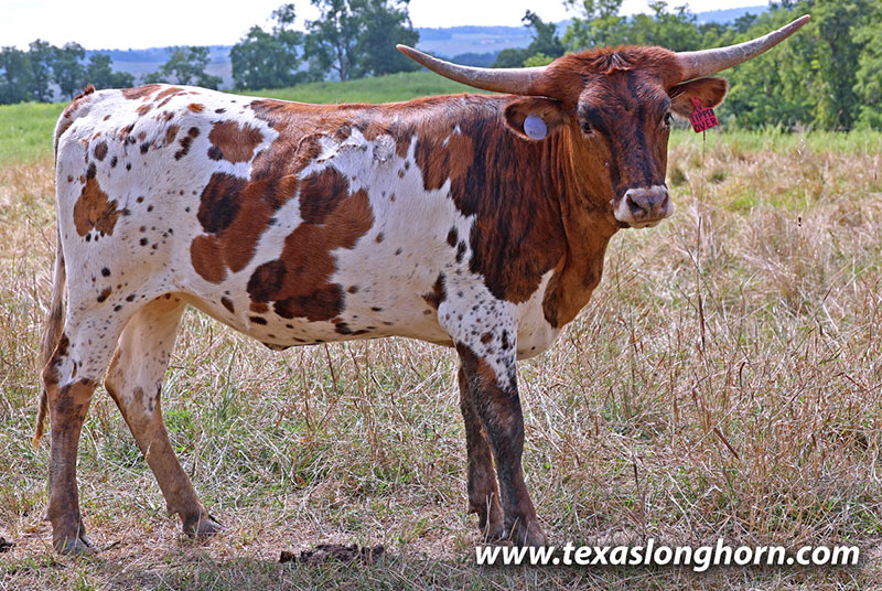 Starlet Speckle - Photo Number: 25J_3268.jpg
